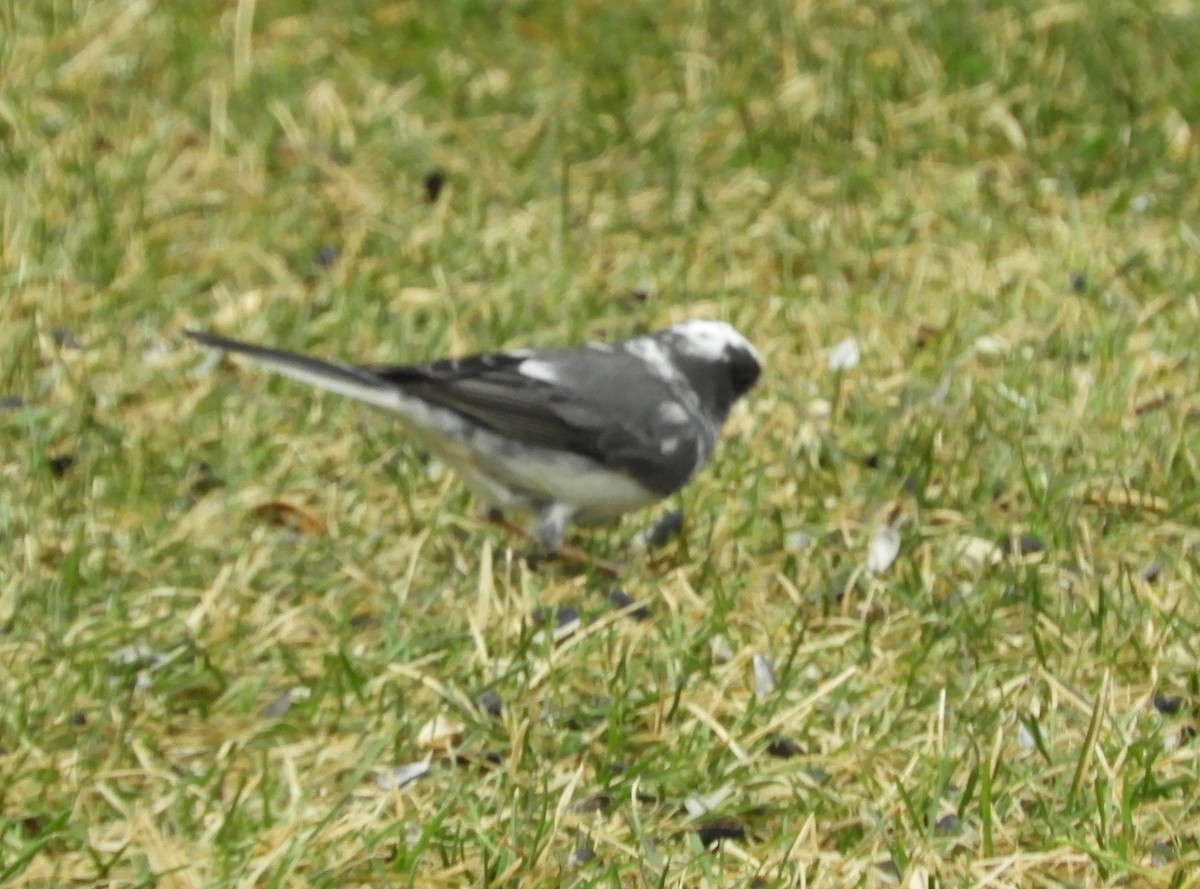 strnadec zimní - ML632961982