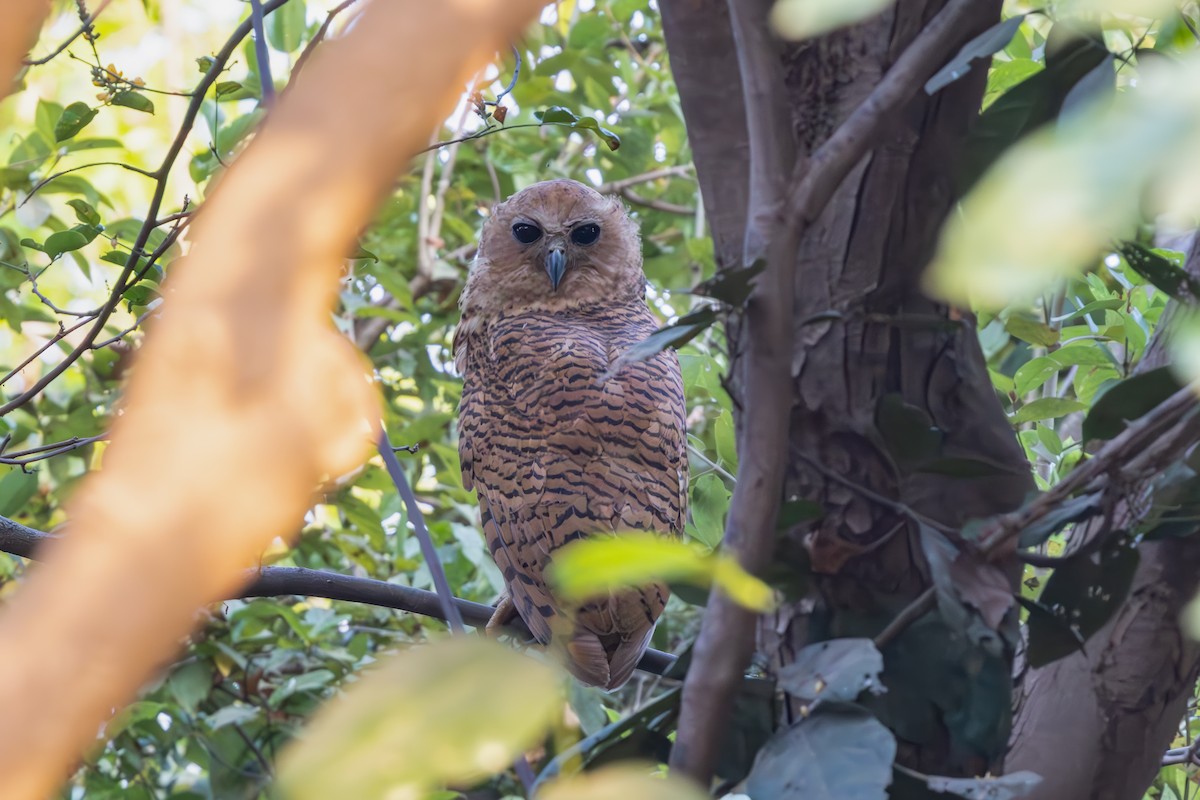 Pel's Fishing-Owl - ML632962032