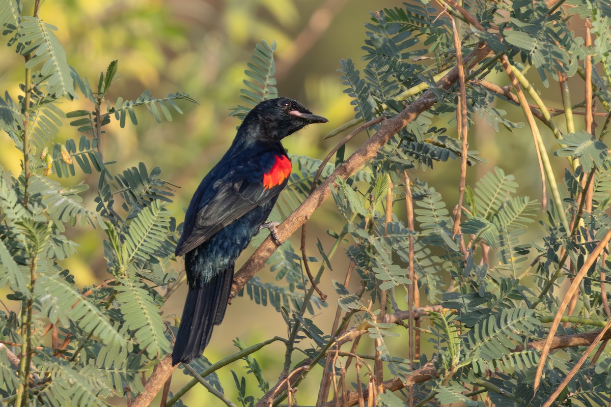 Red-shouldered Cuckooshrike - ML632962125