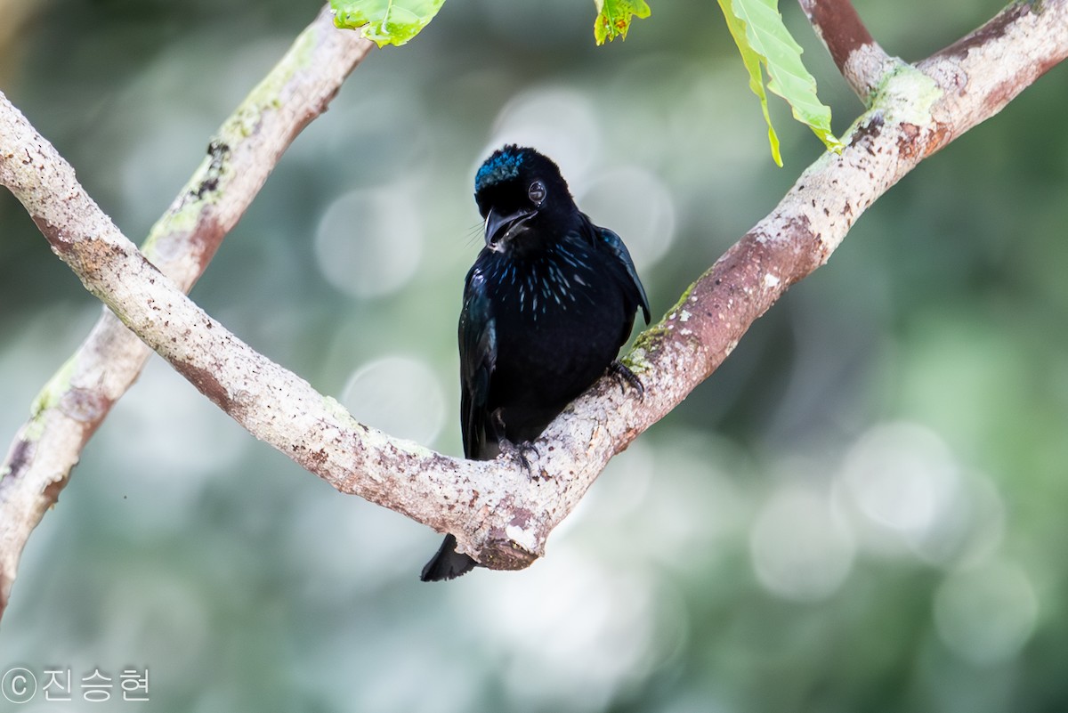 Short-tailed Drongo - ML632962279