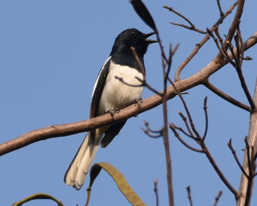 Oriental Magpie-Robin - ML632962302