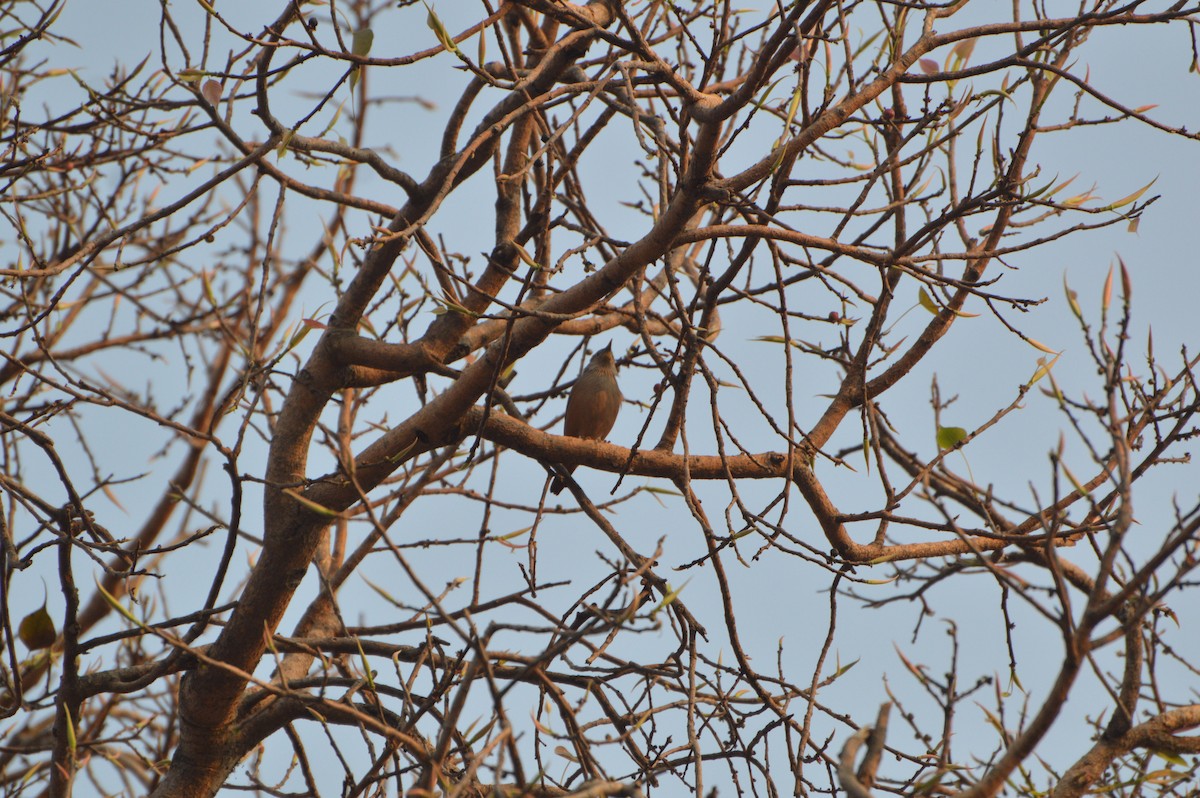 Chestnut-tailed Starling - ML632962393