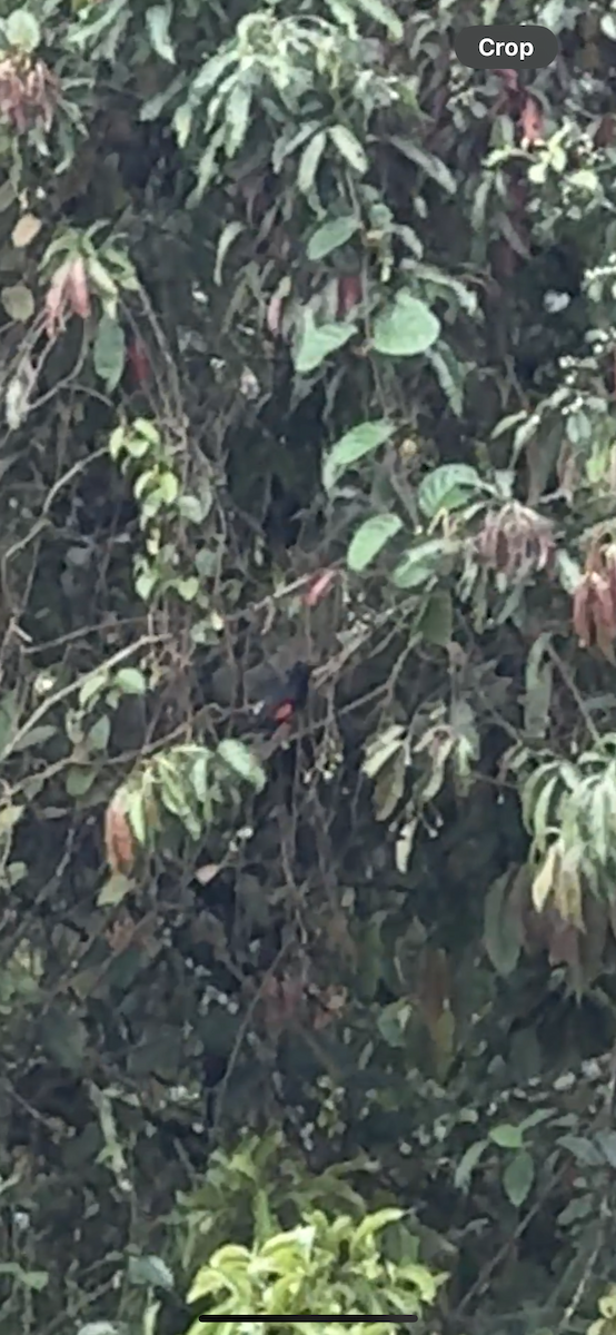 Scarlet-rumped Cacique - ML632962417