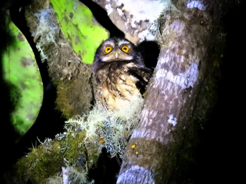 White-throated Screech-Owl - ML632962431