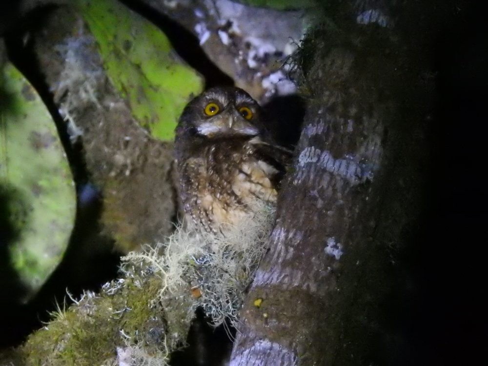White-throated Screech-Owl - ML632962432