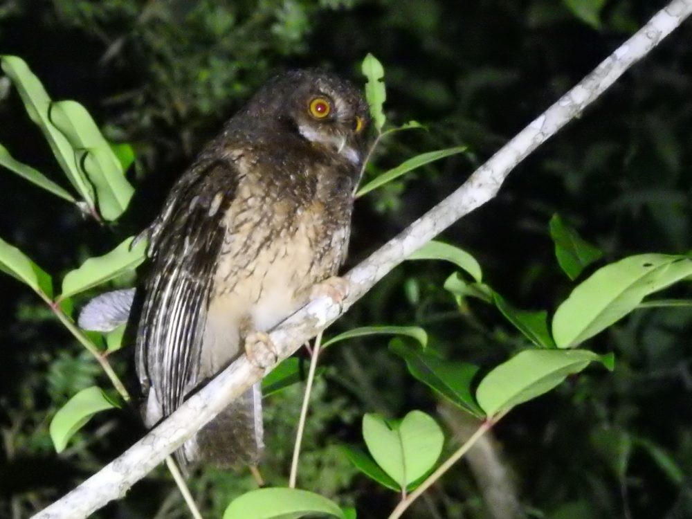 White-throated Screech-Owl - ML632962433