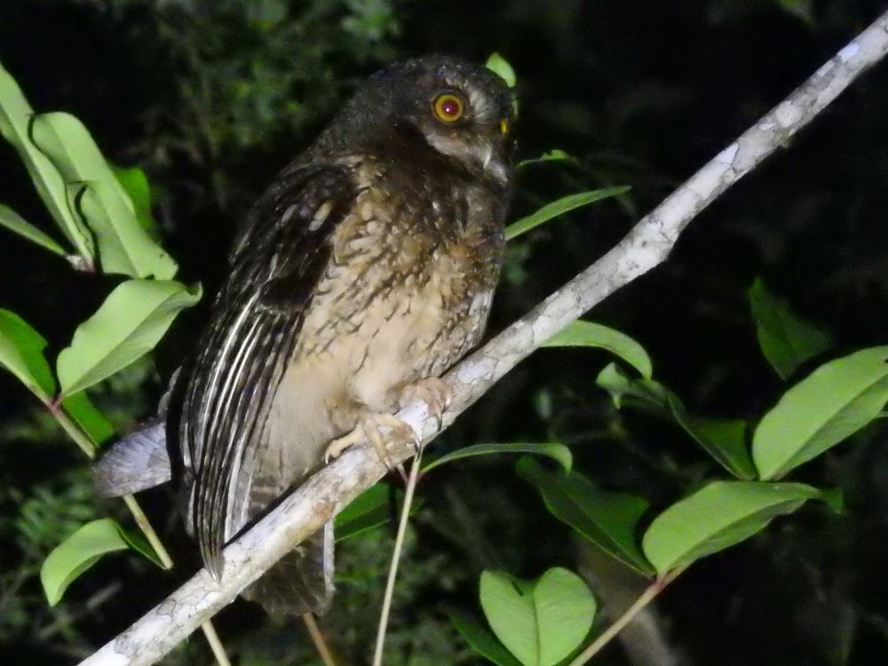 White-throated Screech-Owl - ML632962434
