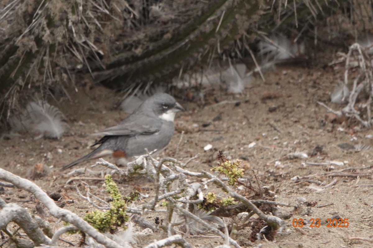 Diuca Finch - ML632962457