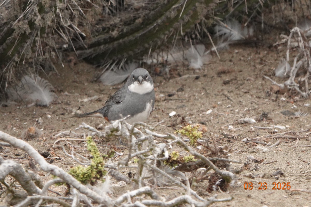 Diuca Finch - ML632962458