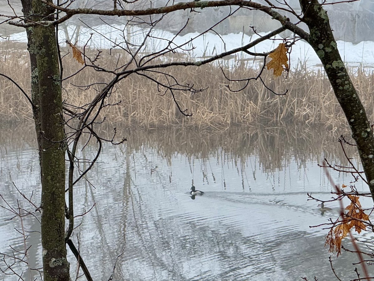 環頸潛鴨 - ML632962547