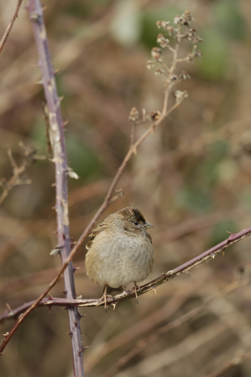 Golden-crowned Sparrow - ML632962676
