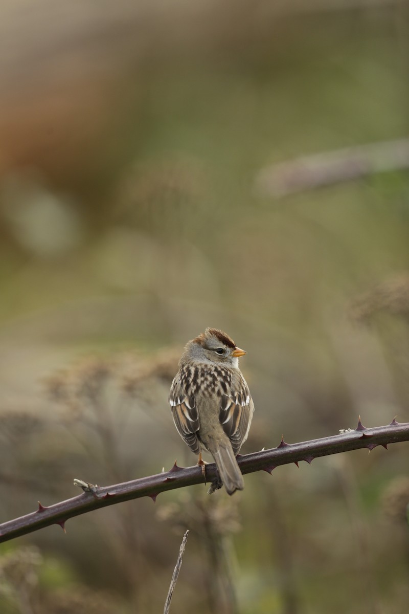 White-crowned Sparrow - ML632962709