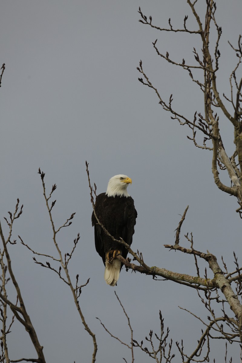 Bald Eagle - ML632962799