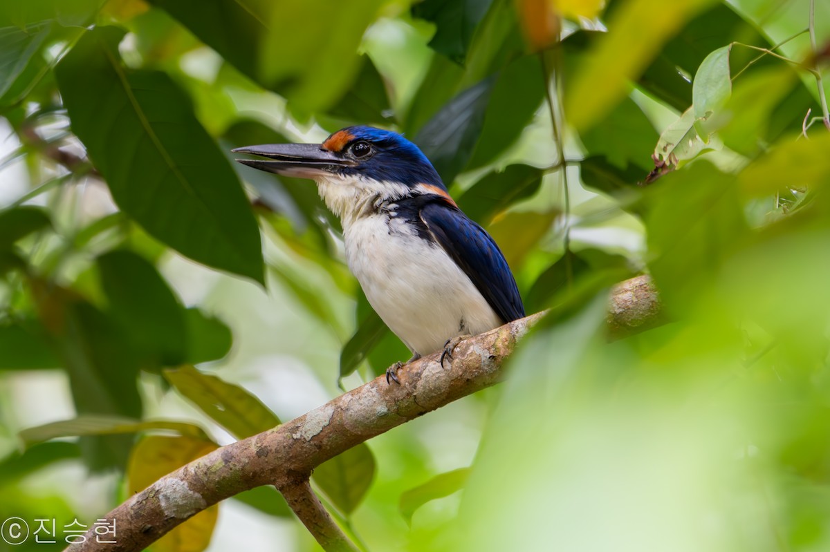 Rufous-lored Kingfisher - ML632962921