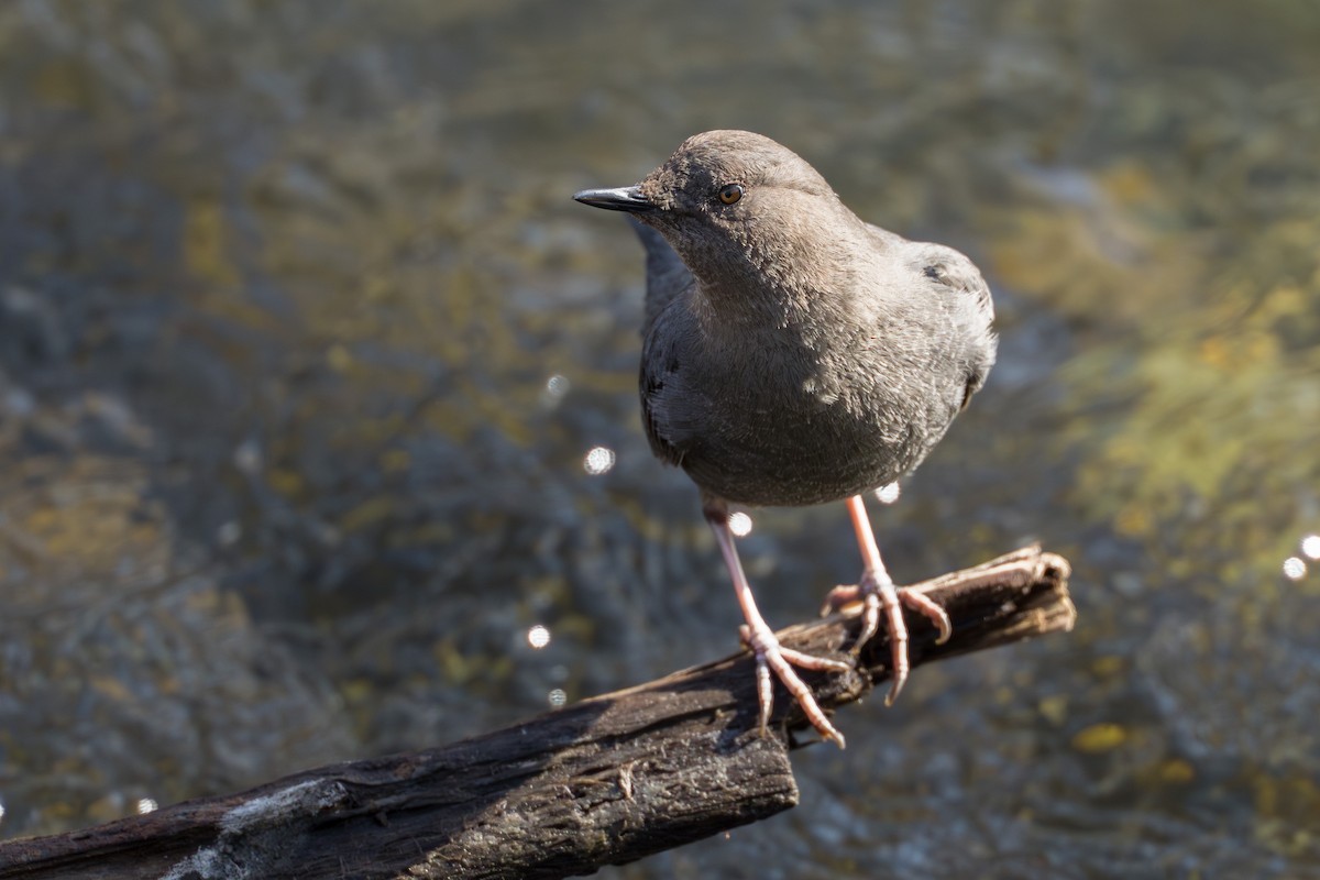 American Dipper - ML632962974