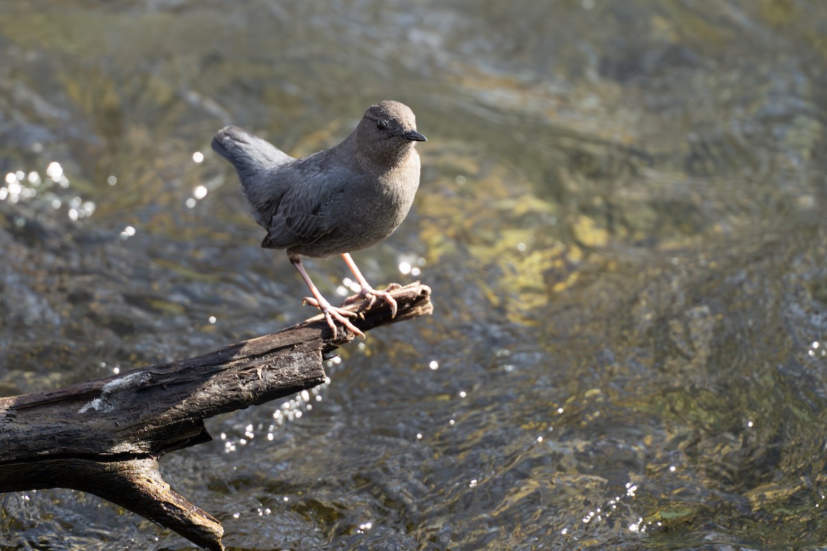 American Dipper - ML632962980