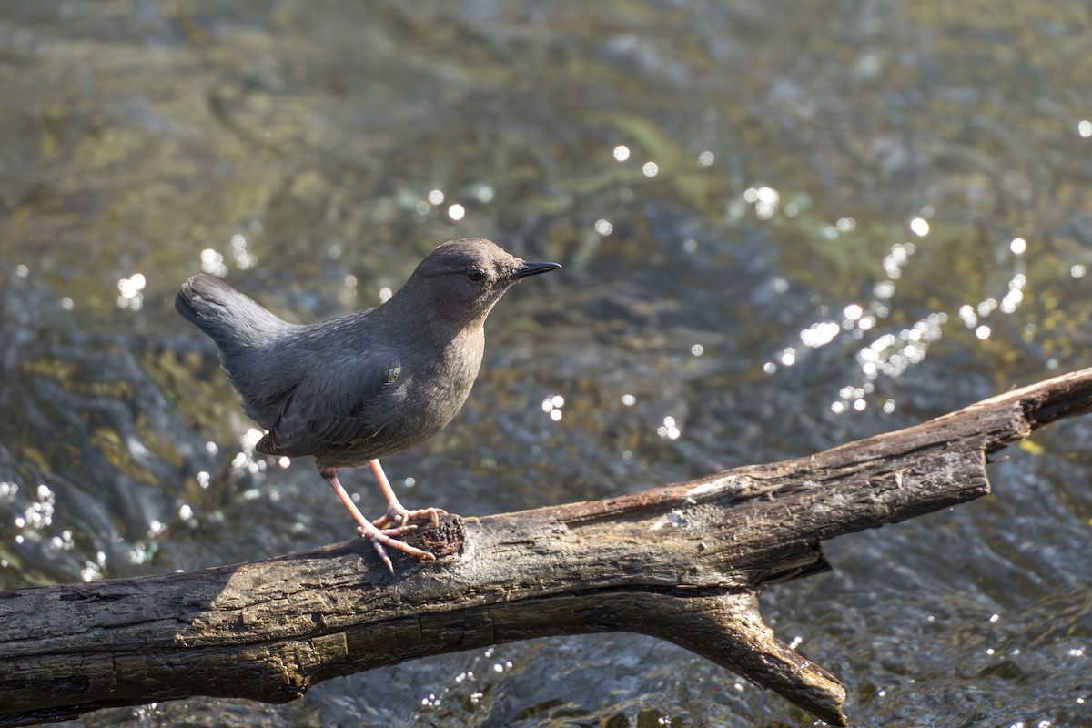 American Dipper - ML632963007