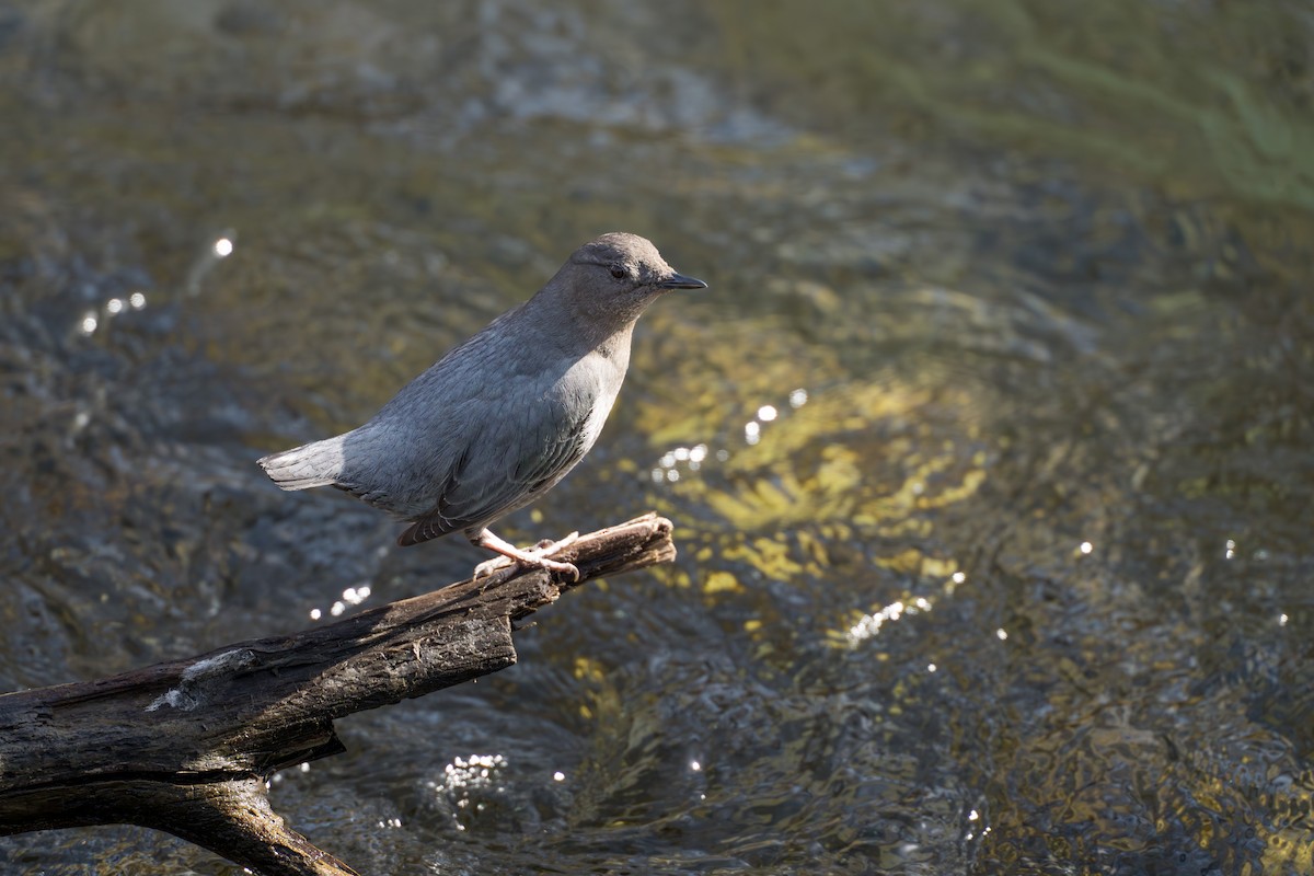 American Dipper - ML632963008