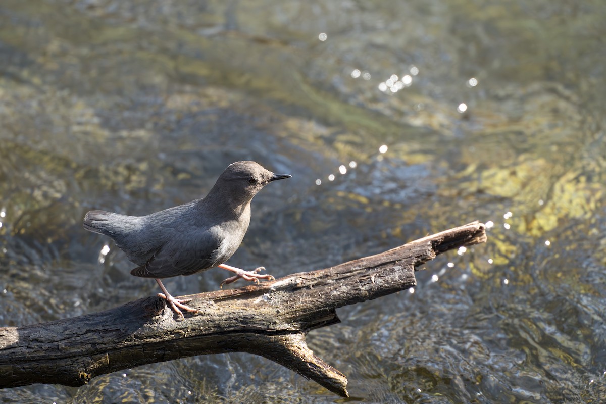 American Dipper - ML632963009