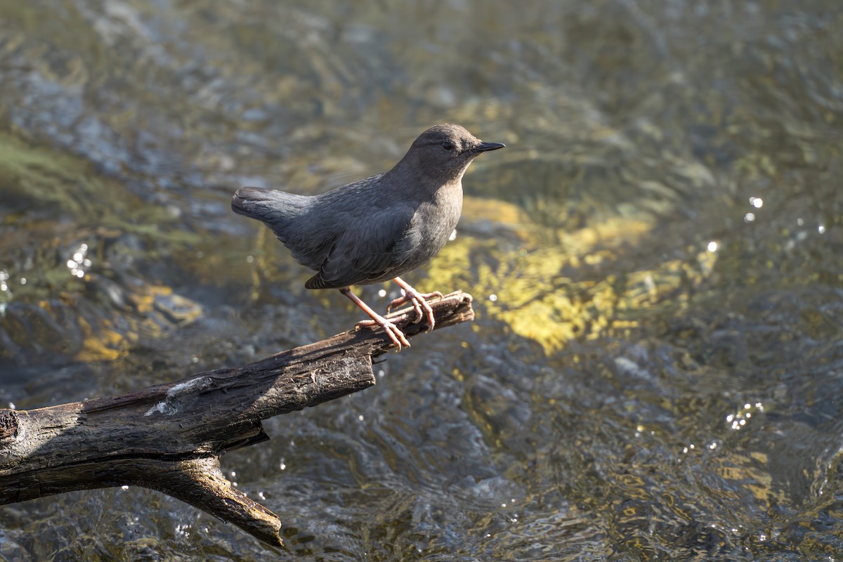 American Dipper - ML632963010