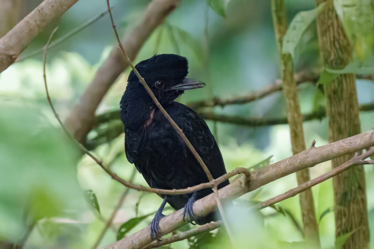 Bare-necked Umbrellabird - ML632963019