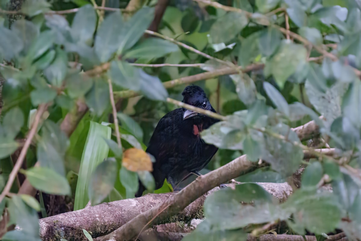 Bare-necked Umbrellabird - ML632963020