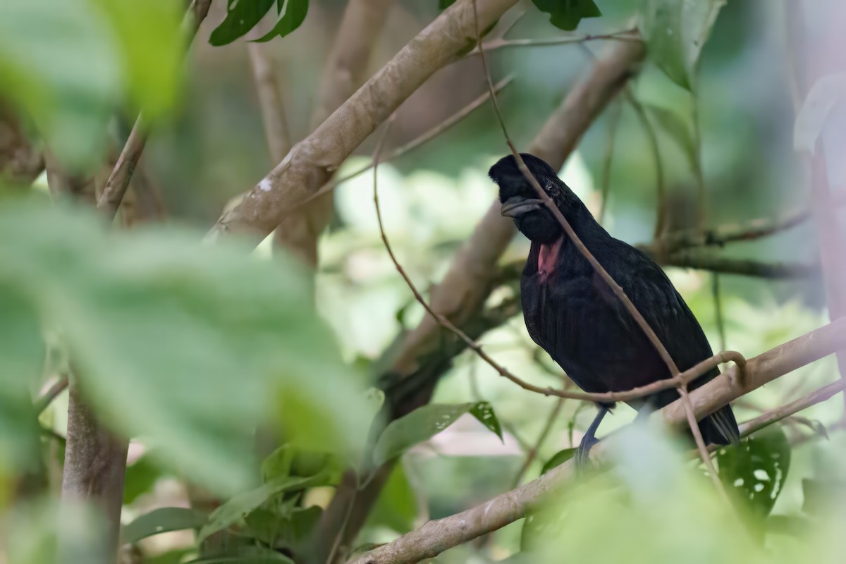 Bare-necked Umbrellabird - ML632963021