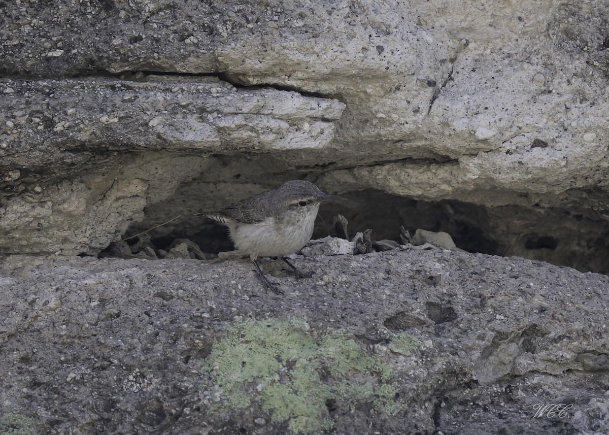 Rock Wren - ML632963083