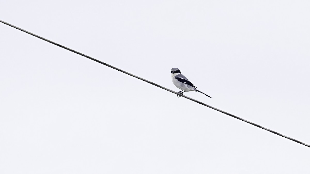 Loggerhead Shrike - ML632963140