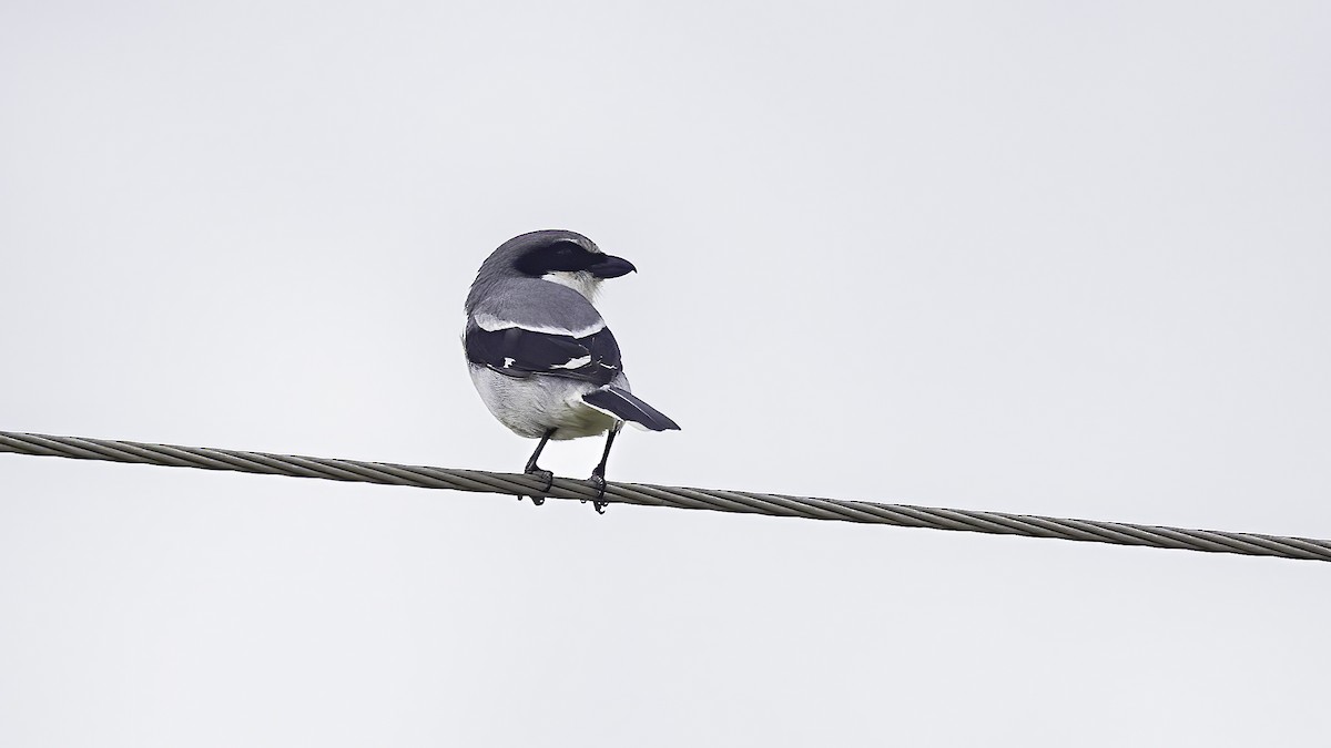 Loggerhead Shrike - ML632963146
