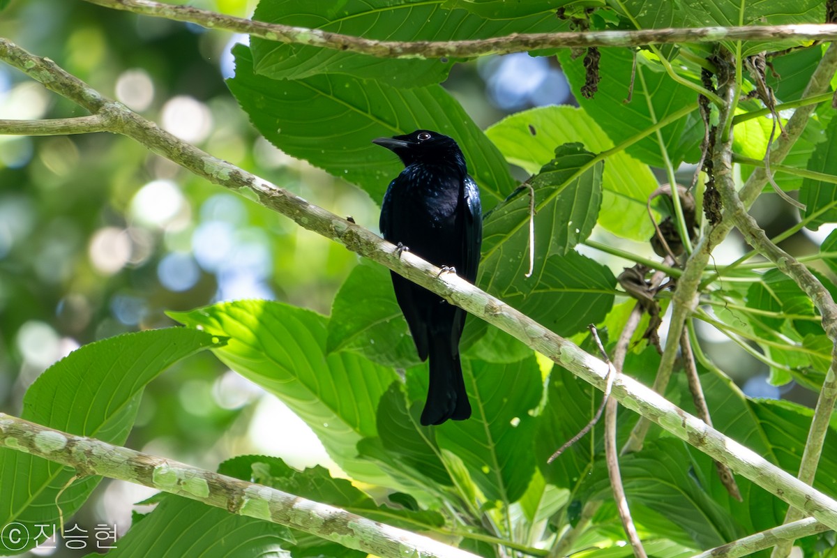 Short-tailed Drongo - ML632963262