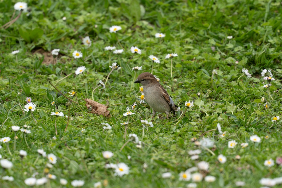 House Sparrow - ML632963475