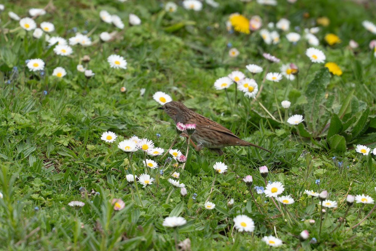Dunnock - ML632963480