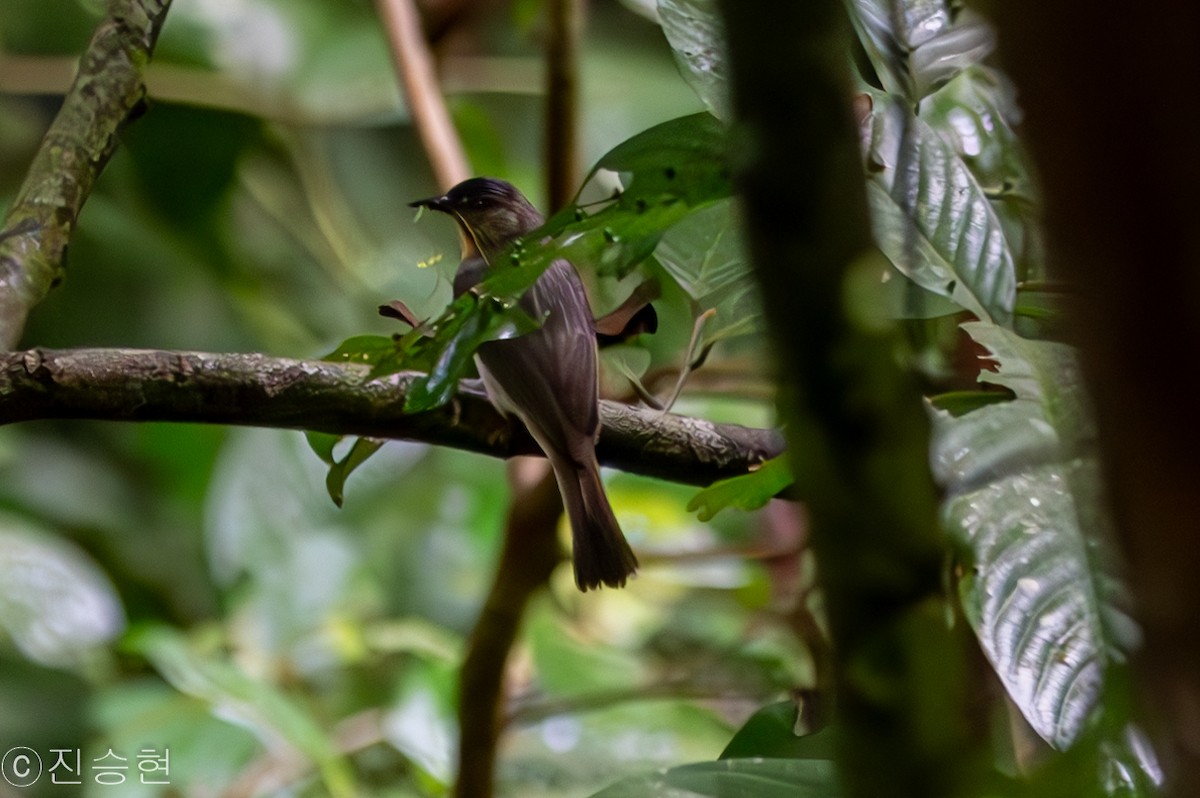 Visayan Babbler - ML632963508
