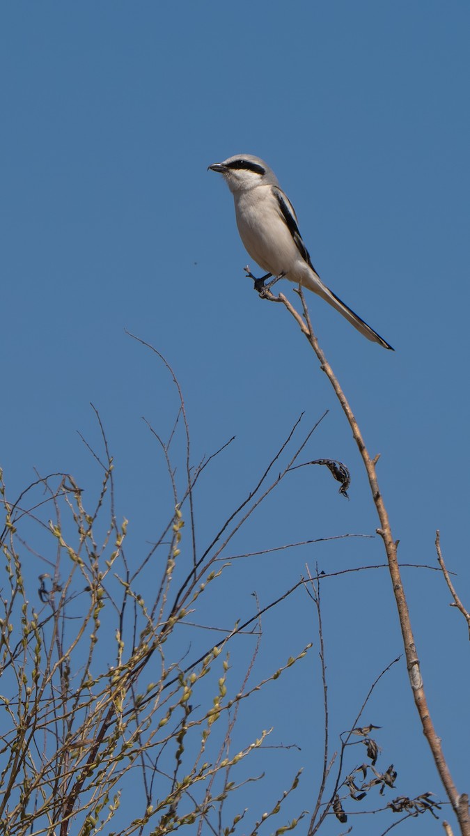 Chinese Gray Shrike - ML632963641