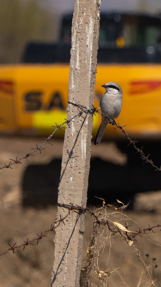 Chinese Gray Shrike - ML632963642