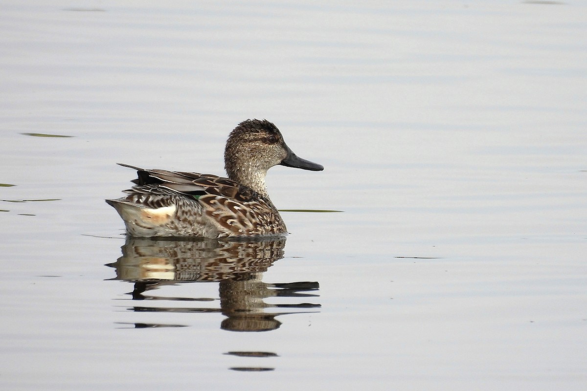 Green-winged Teal - ML632963644