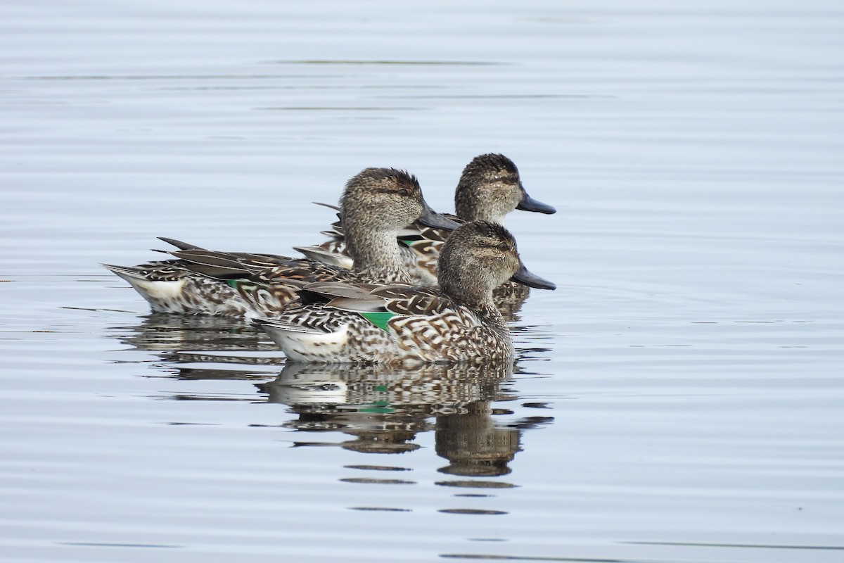 Green-winged Teal - ML632963653