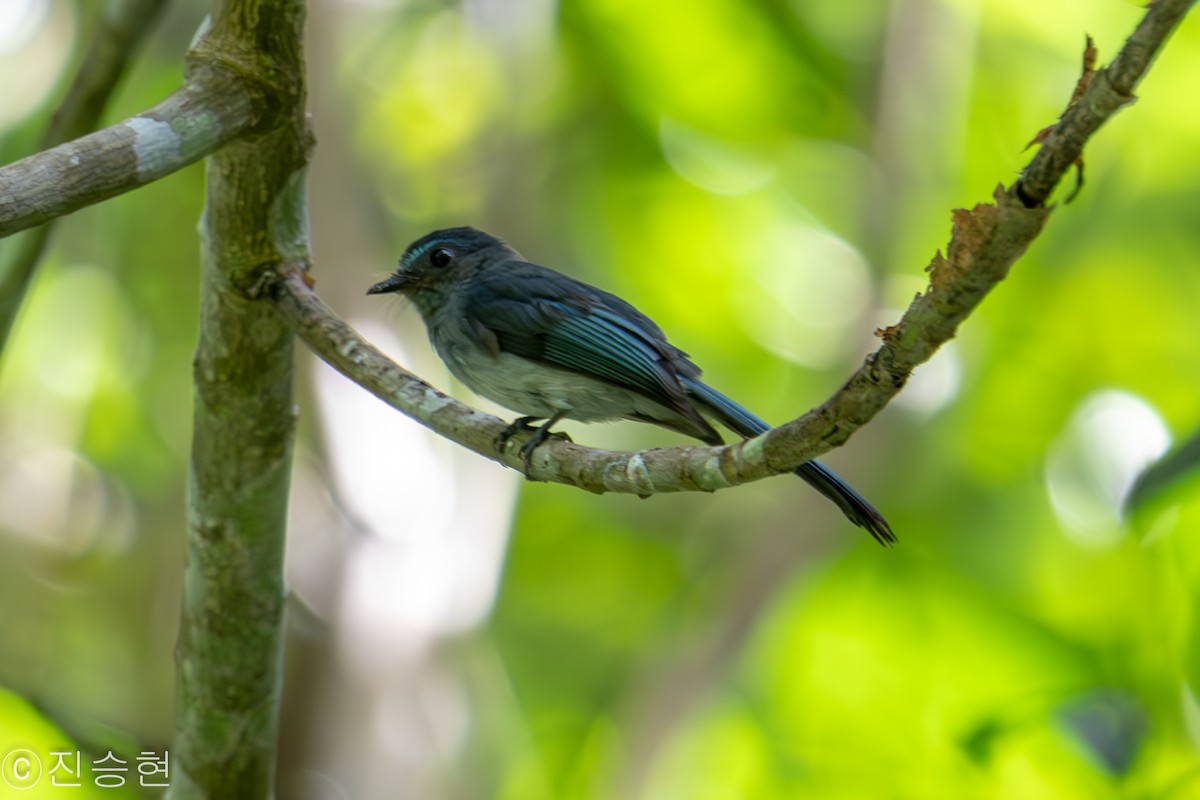 Visayan Blue-Fantail - ML632963658