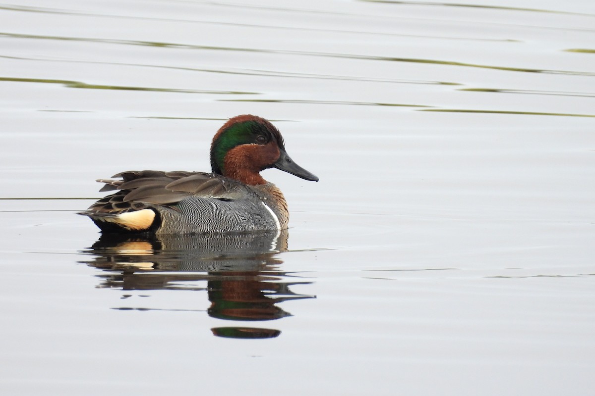 Green-winged Teal - ML632963663