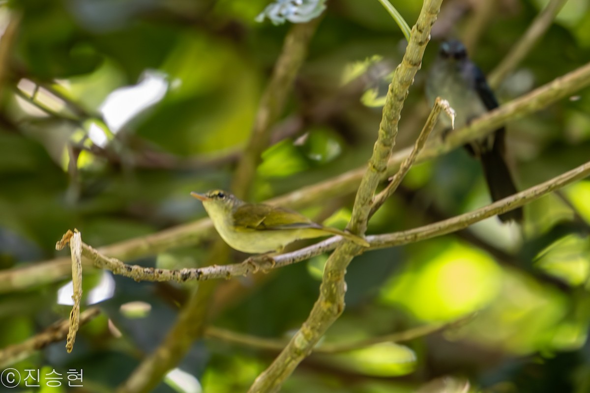 Philippine Leaf Warbler - ML632963682