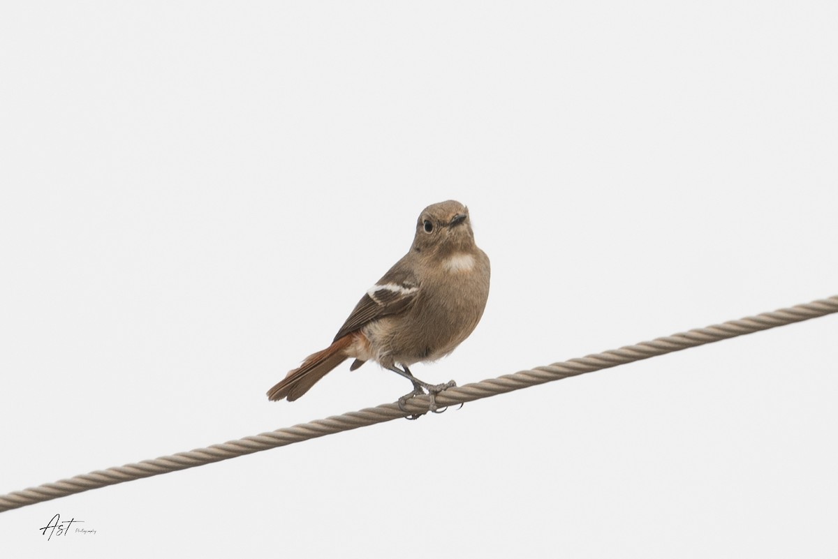 White-throated Redstart - ML632963712