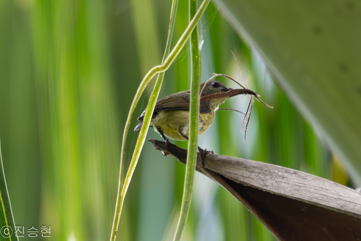 Metallic-winged Sunbird (Bohol) - ML632963780