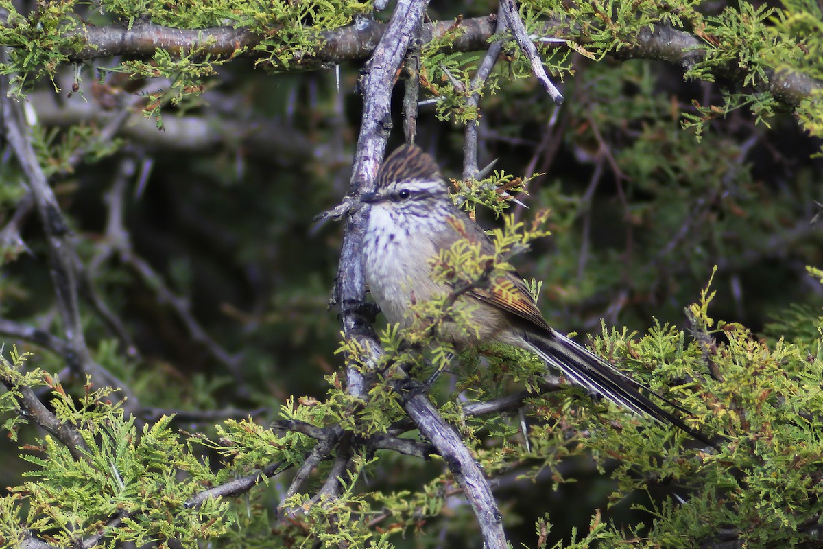 Plain-mantled Tit-Spinetail - ML632963813