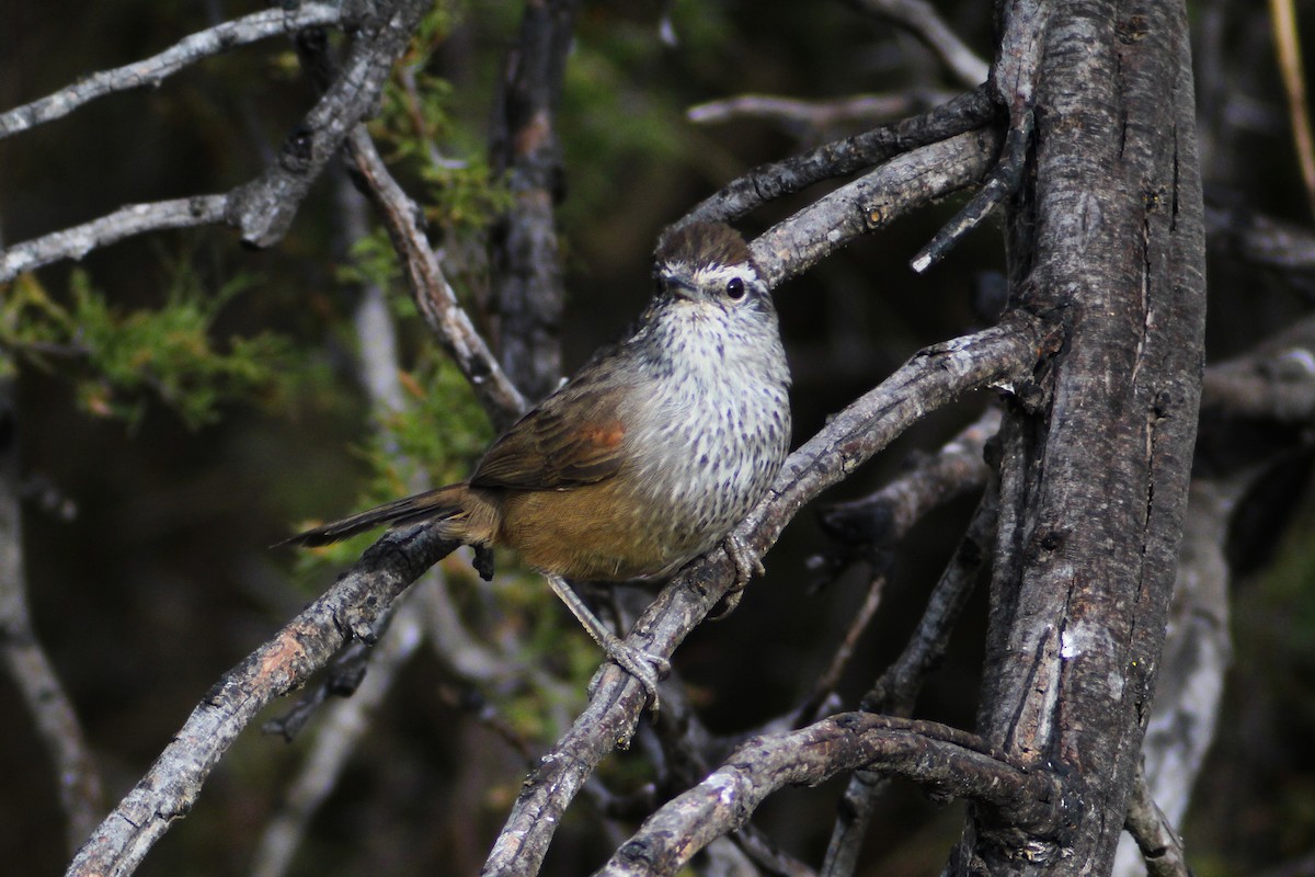 Dusky-tailed Canastero - ML632963817