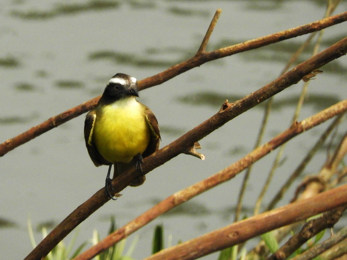 Social Flycatcher - ML632963895