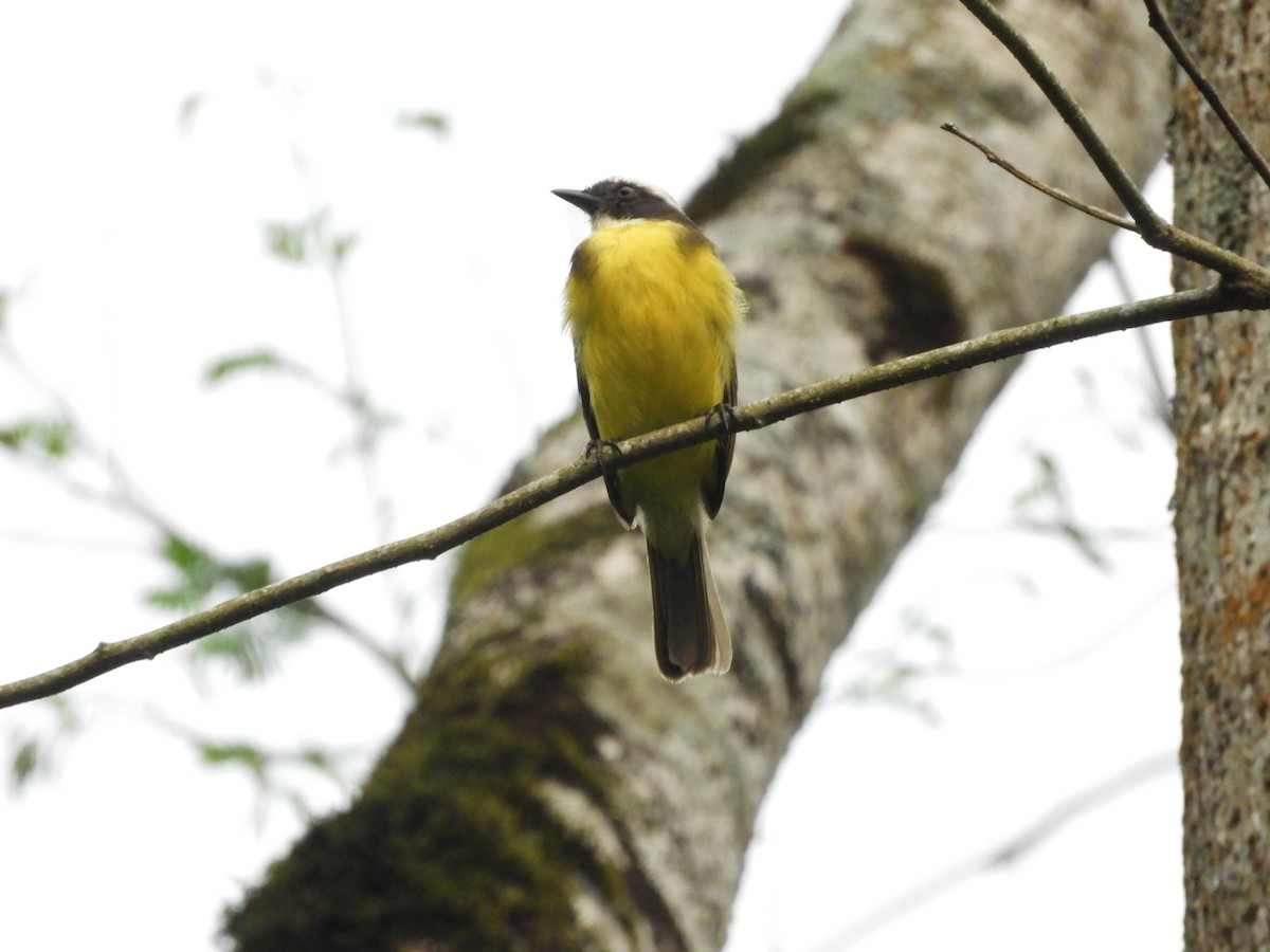 Social Flycatcher - ML632963896