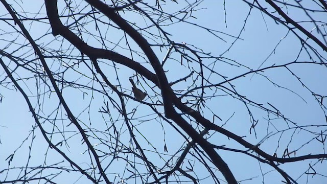 Black-capped Chickadee - ML632963959