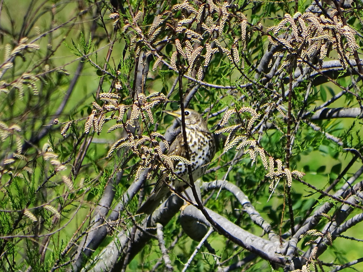 Song Thrush - ML632963992