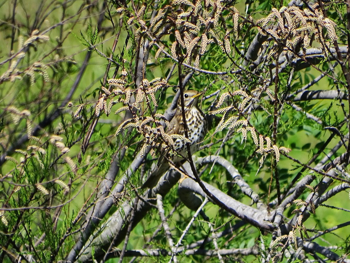 Song Thrush - ML632963993